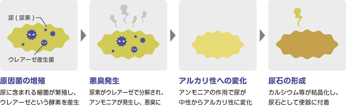 尿石発生のメカニズム