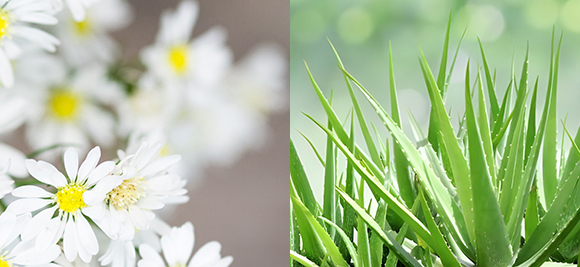 シャンプー AOKA 髪と頭皮の健やかシャンプーⅧレギュラーサイズ - 黒華（KOKKA