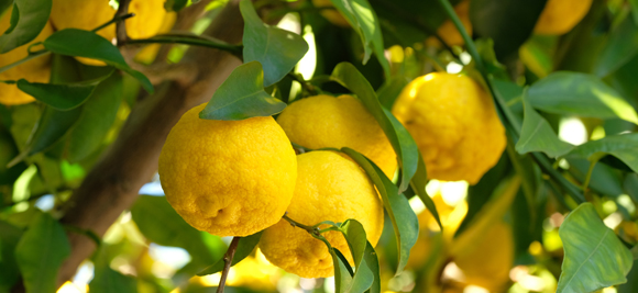 LACHEVERT Frute（ラシュヴェール フルーテ）ボディーソープ 20L