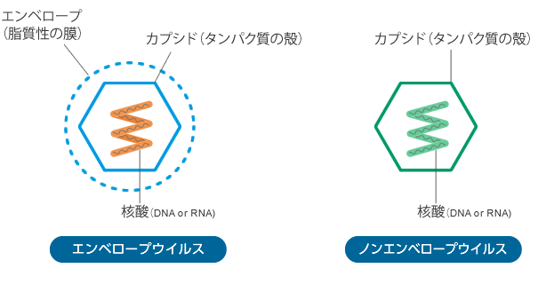 エンベロープウイルス